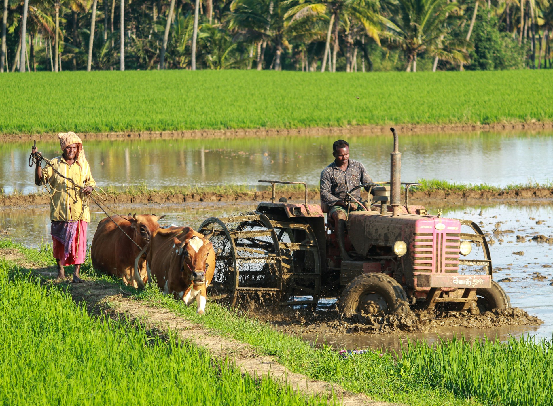 Indian farmer inspecting crop rows in a green field at golden hour, smartphone in hand checking mandi prices